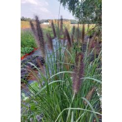   CENCHRUS (syn PENNISETUM) alopecuroides 'Ginger Love’ - Évelő tollborzfű
