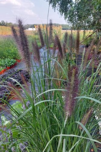 CENCHRUS (syn PENNISETUM) alopecuroides 'Ginger Love’ - Évelő tollborzfű