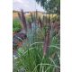 CENCHRUS (syn PENNISETUM) alopecuroides 'Ginger Love’ - Évelő tollborzfű