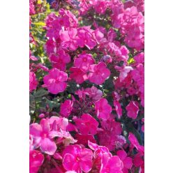 PHLOX paniculata 'Tenor' – Bugás lángvirág