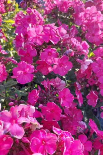 PHLOX paniculata 'Tenor' – Bugás lángvirág