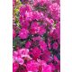 PHLOX paniculata 'Tenor' – Bugás lángvirág