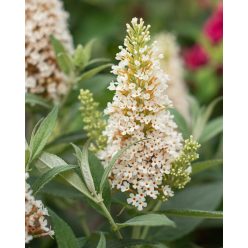   BUDDLEJA davidii 'Butterfly Candy™ Little White - Nyári orgona