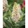 BUDDLEJA davidii 'Butterfly Candy™ Little White - Nyári orgona