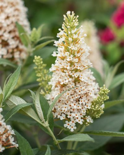 BUDDLEJA davidii 'Butterfly Candy™ Little White - Nyári orgona