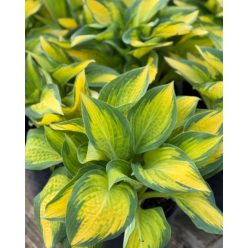 HOSTA 'Orange Marmalade ®'- Árnyékliliom
