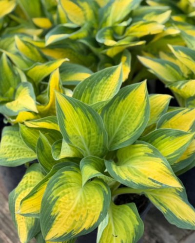 HOSTA 'Orange Marmalade ®'- Árnyékliliom