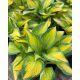 HOSTA 'Orange Marmalade ®'- Árnyékliliom