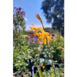 CROCOSMIA 