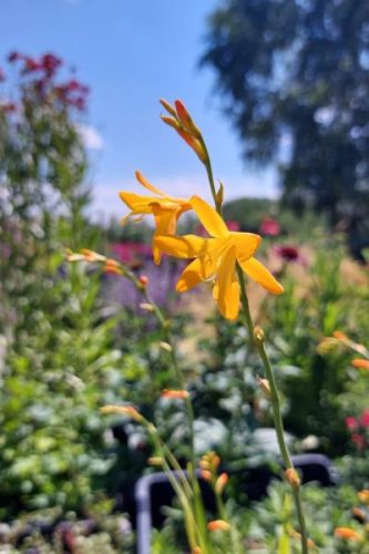 CROCOSMIA 