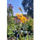CROCOSMIA 