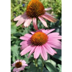 ECHINACEA purpurea ‘Magnus’ – Kasvirág