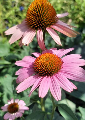 ECHINACEA purpurea ‘Magnus’ – Kasvirág