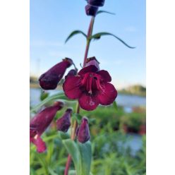 PENSTEMON hybrida 'Rich Ruby' - Bugatölcsér