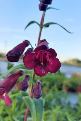 PENSTEMON hybrida 'Rich Ruby' - Bugatölcsér
