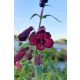 PENSTEMON hybrida 'Rich Ruby' - Bugatölcsér