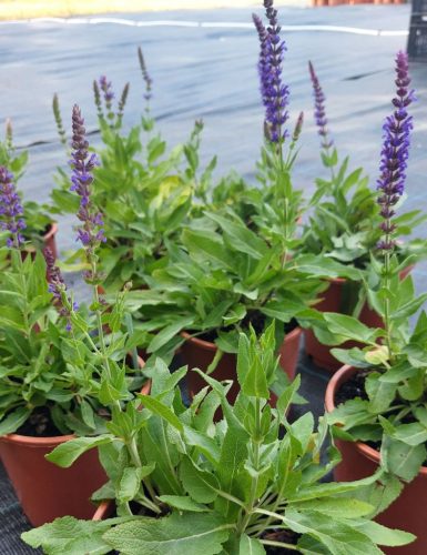 SALVIA nemorosa 'Ostfriesland- Ligeti zsálya