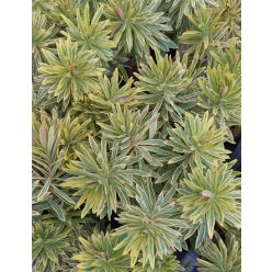 EUPHORBIA x martinii ‘Ascot Rainbow’ – Kutyatej