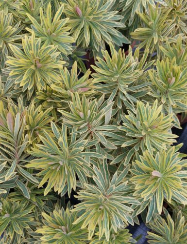 EUPHORBIA x martinii ‘Ascot Rainbow’ – Kutyatej