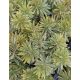 EUPHORBIA x martinii ‘Ascot Rainbow’ – Kutyatej