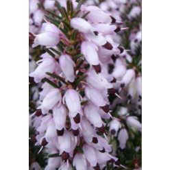ERICA × darleyensis ‘Jenny Porter’ - Örökzöld hanga