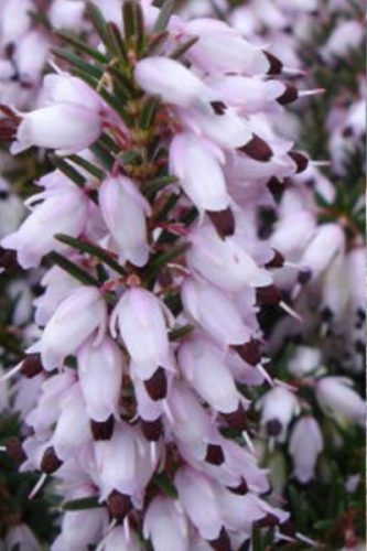 ERICA × darleyensis ‘Jenny Porter’ - Örökzöld hanga