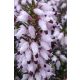 ERICA × darleyensis ‘Jenny Porter’ - Örökzöld hanga