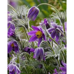 PULSATILLA vulgaris - Nyugati kökörcsin