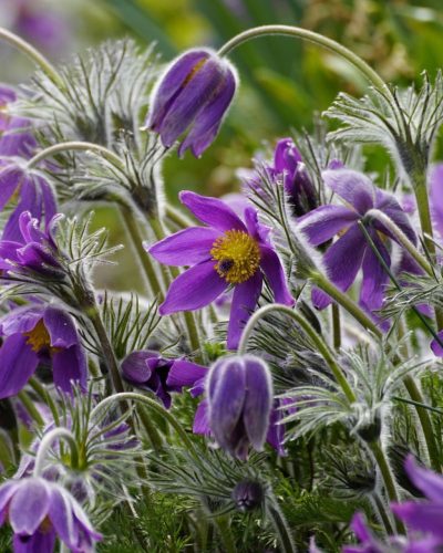 PULSATILLA vulgaris - Nyugati kökörcsin