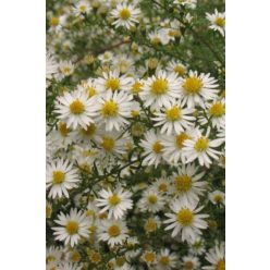   SYMPHYOTRICHUM  (syn. Aster) ericoides 'Weisser Zwerg' - Tűlevelű őszirózsa