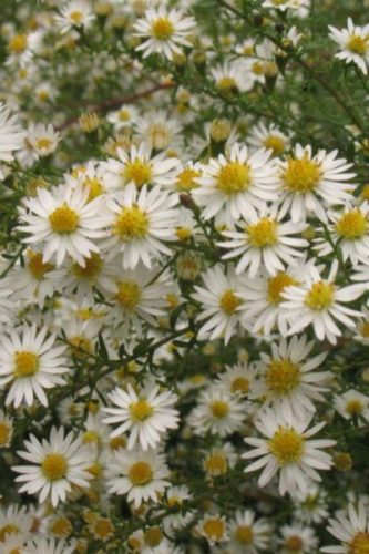 SYMPHYOTRICHUM  (syn. Aster) ericoides 'Weisser Zwerg' - Tűlevelű őszirózsa
