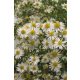 SYMPHYOTRICHUM  (syn. Aster) ericoides 'Weisser Zwerg' - Tűlevelű őszirózsa