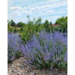   SALVIA yangii (syn. Perovskia atriplicifolia) 'Blue Steel' - Sudárzsálya