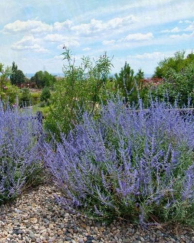 SALVIA yangii (syn. Perovskia atriplicifolia) 'Blue Steel' - Sudárzsálya
