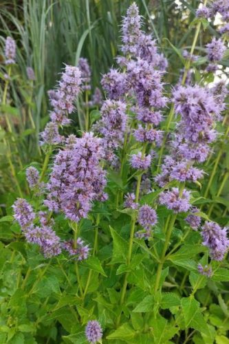 AGASTACHE rugosa 'Blue Fortune'- Izsópfű