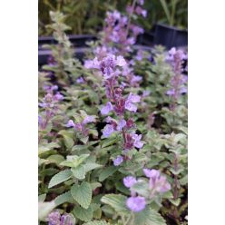   NEPETA × faassenii 'Cat's Pajamas' - Kerti macskamenta