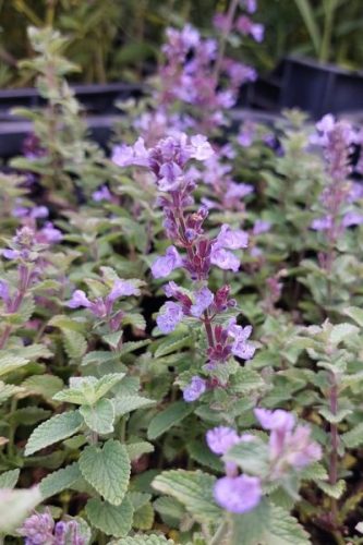 NEPETA × faassenii 'Cat's Pajamas' - Kerti macskamenta