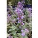 NEPETA × faassenii 'Cat's Pajamas' - Kerti macskamenta