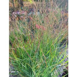 PANICUM virgatum ‘Oxblood Autumn’ – Vesszős köles
