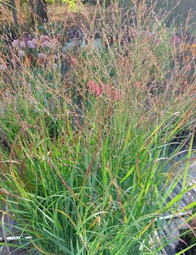 PANICUM virgatum ‘Oxblood Autumn’ – Vesszős köles