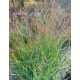 PANICUM virgatum ‘Oxblood Autumn’ – Vesszős köles