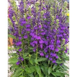   LOBELIA × speciosa STARSHIP™ 'Blue' - Pompás lobélia