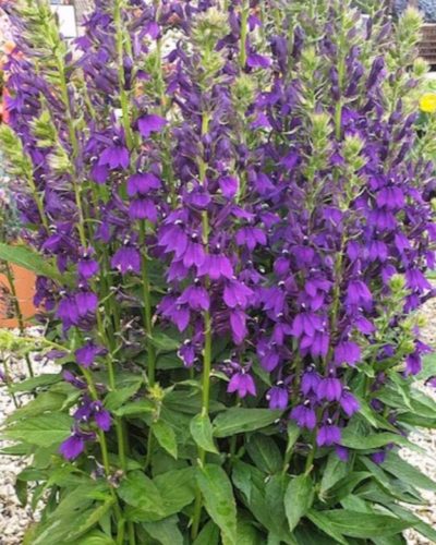 LOBELIA × speciosa STARSHIP™ 'Blue' - Pompás lobélia