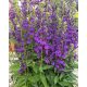 LOBELIA × speciosa STARSHIP™ 'Blue' - Pompás lobélia