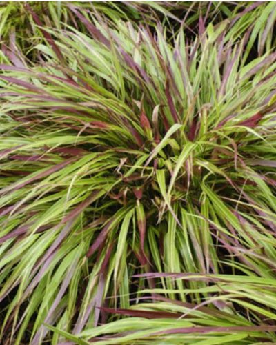 HAKONECHLOA macra 'Beni-Kaze' - Szálkafű