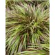 HAKONECHLOA macra 'Beni-Kaze' - Szálkafű