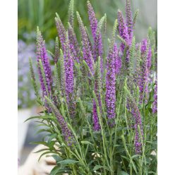   VERONICA spicata MOODY BLUES® ‘Mauve’ – Macskafarkú veronika