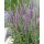 VERONICA spicata MOODY BLUES® ‘Mauve’ – Macskafarkú veronika