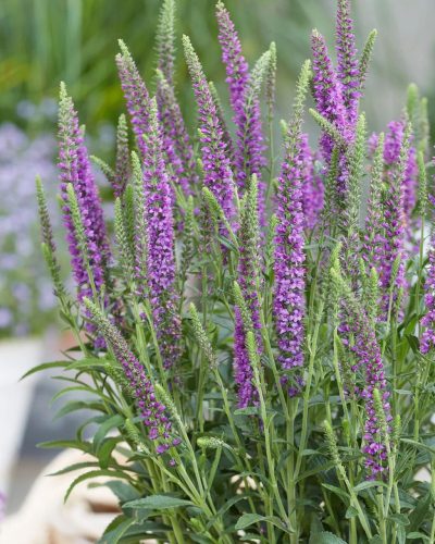 VERONICA spicata MOODY BLUES® ‘Mauve’ – Macskafarkú veronika