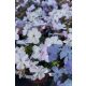 PHLOX subulata 'GoldiPhlox Lavender' -  Árlevelű lángvirág